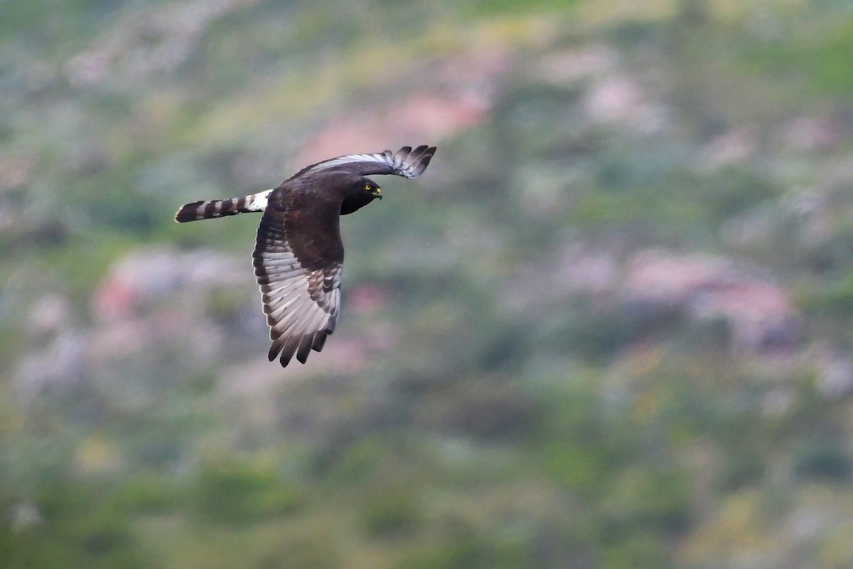 Black Harrier - ML643497692