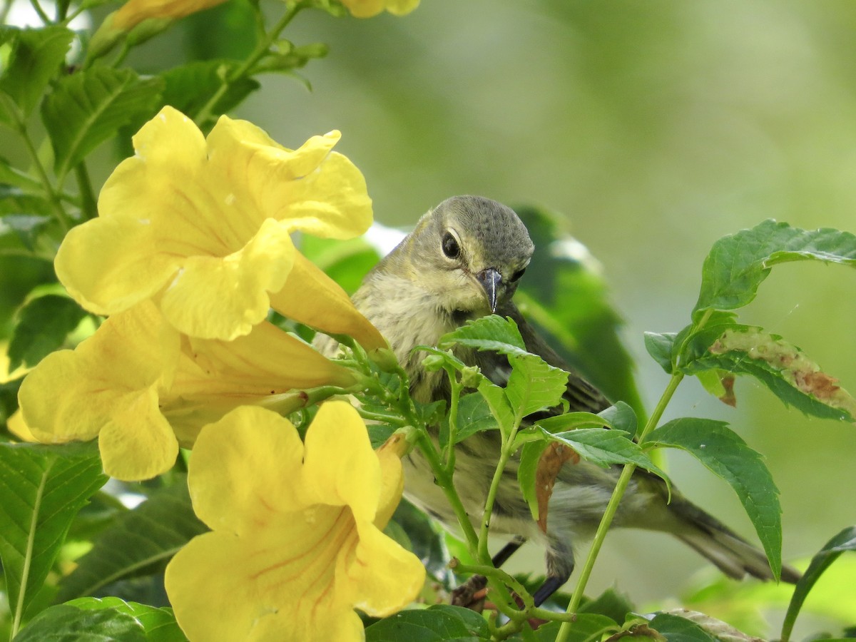Cape May Warbler - ML643497693