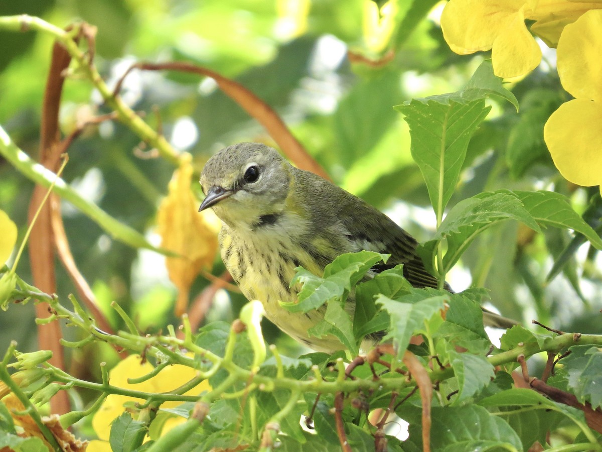 Cape May Warbler - ML643497694