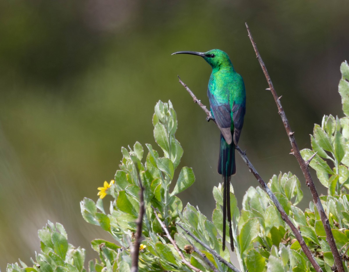Malachite Sunbird - ML643497700