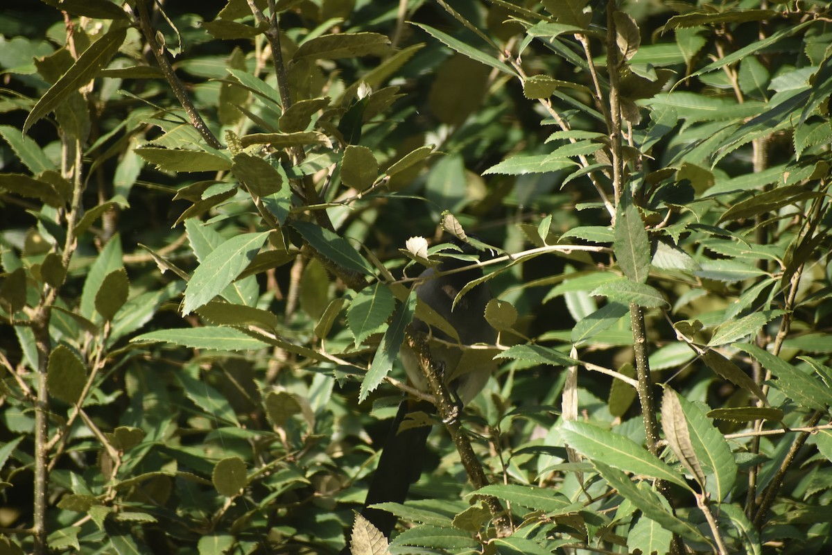 Gray Treepie - ML643497703