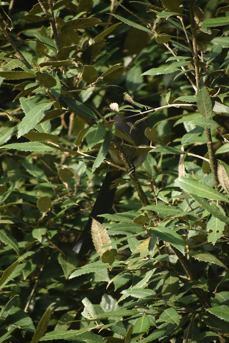 Gray Treepie - ML643497704