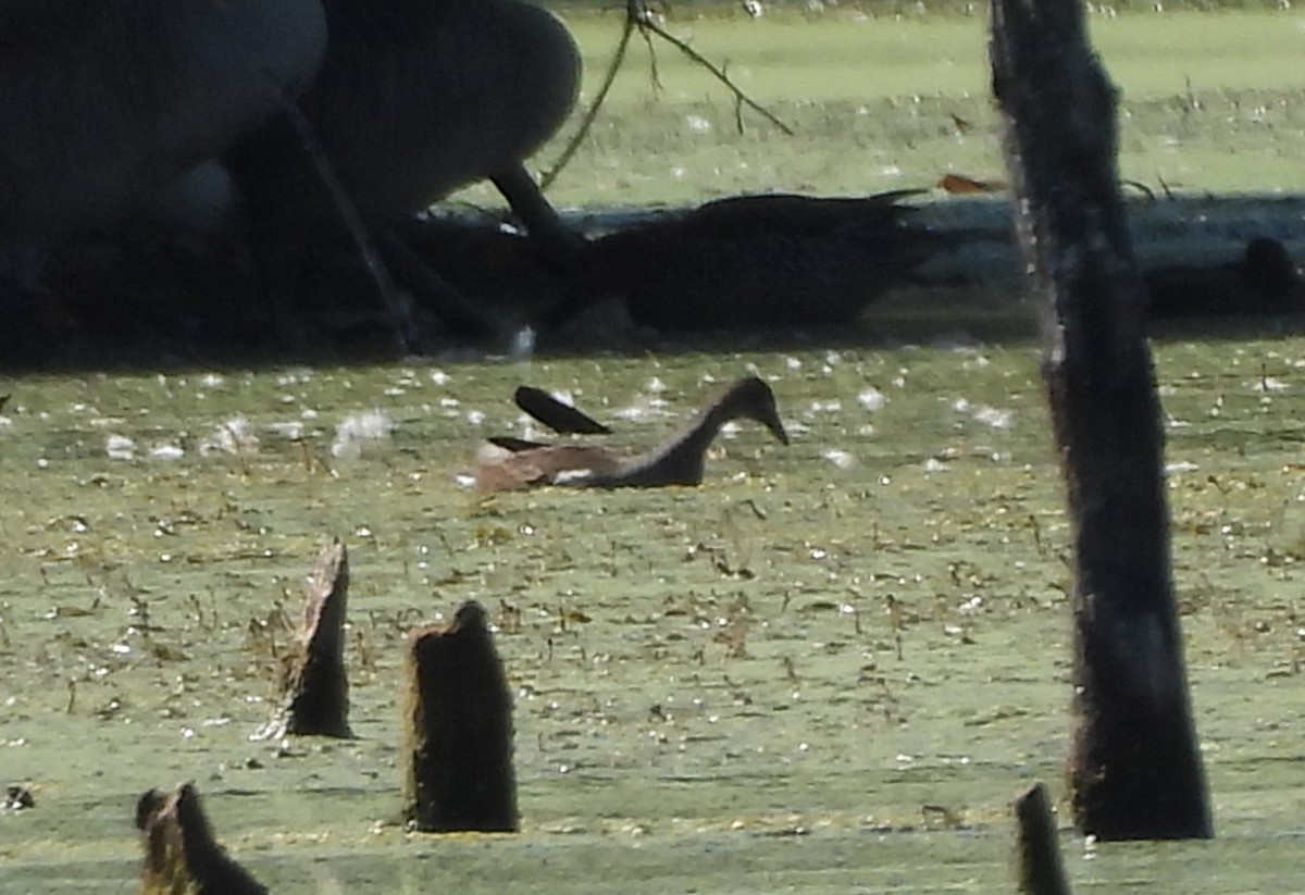 Common Gallinule - ML643497707