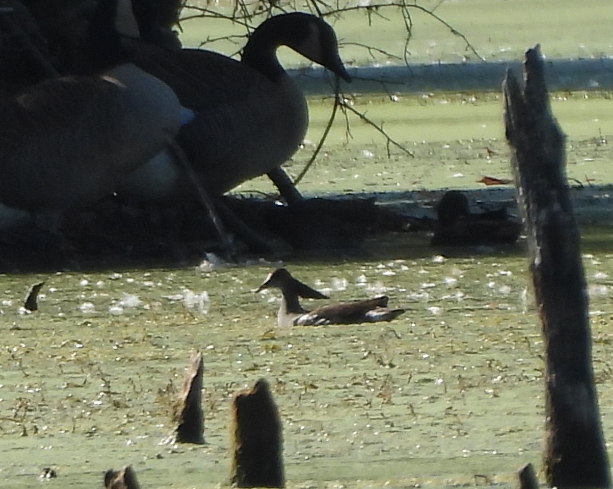 Common Gallinule - ML643497708