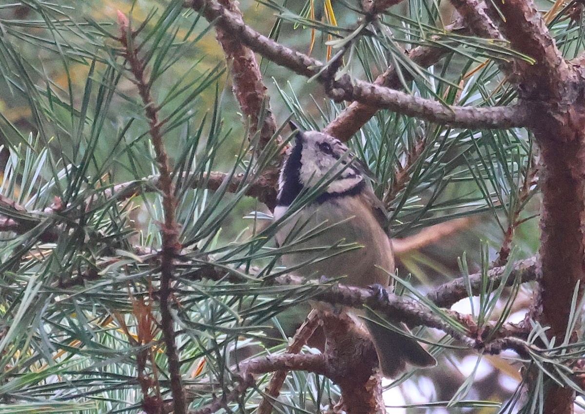 Mésange huppée - ML643497715