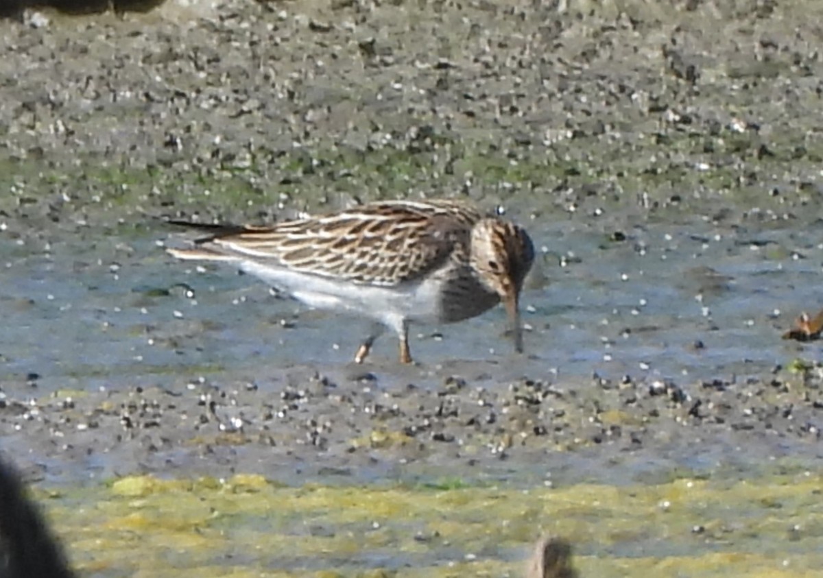 Pectoral Sandpiper - ML643497724