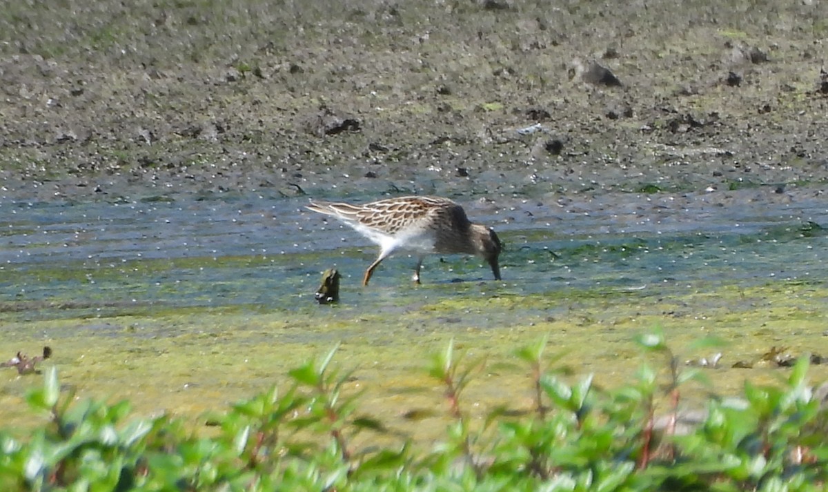 Pectoral Sandpiper - ML643497725