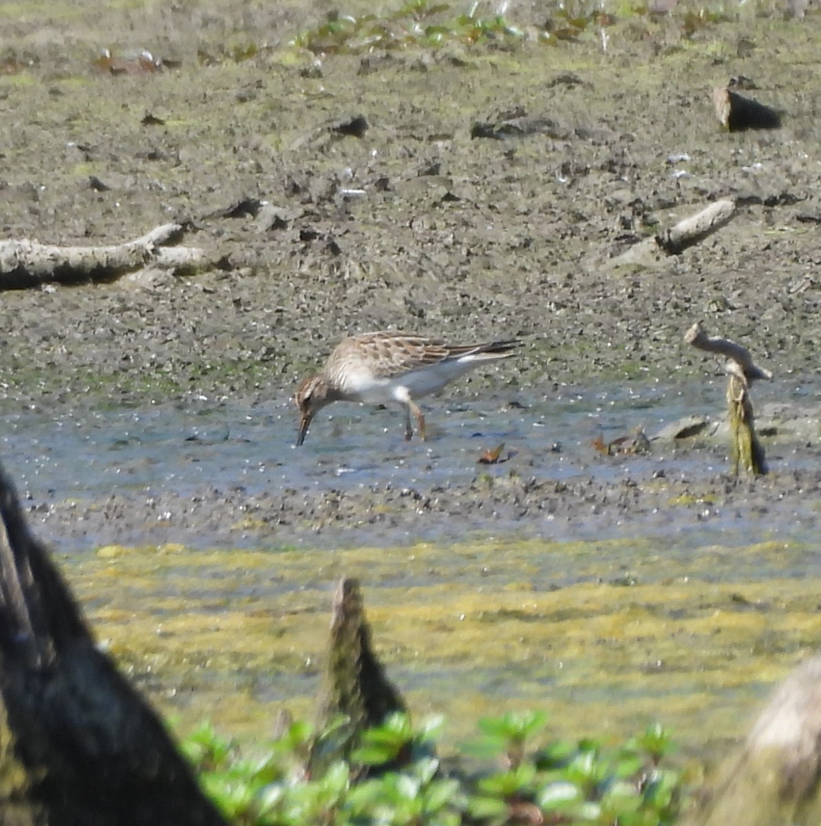 Pectoral Sandpiper - ML643497726
