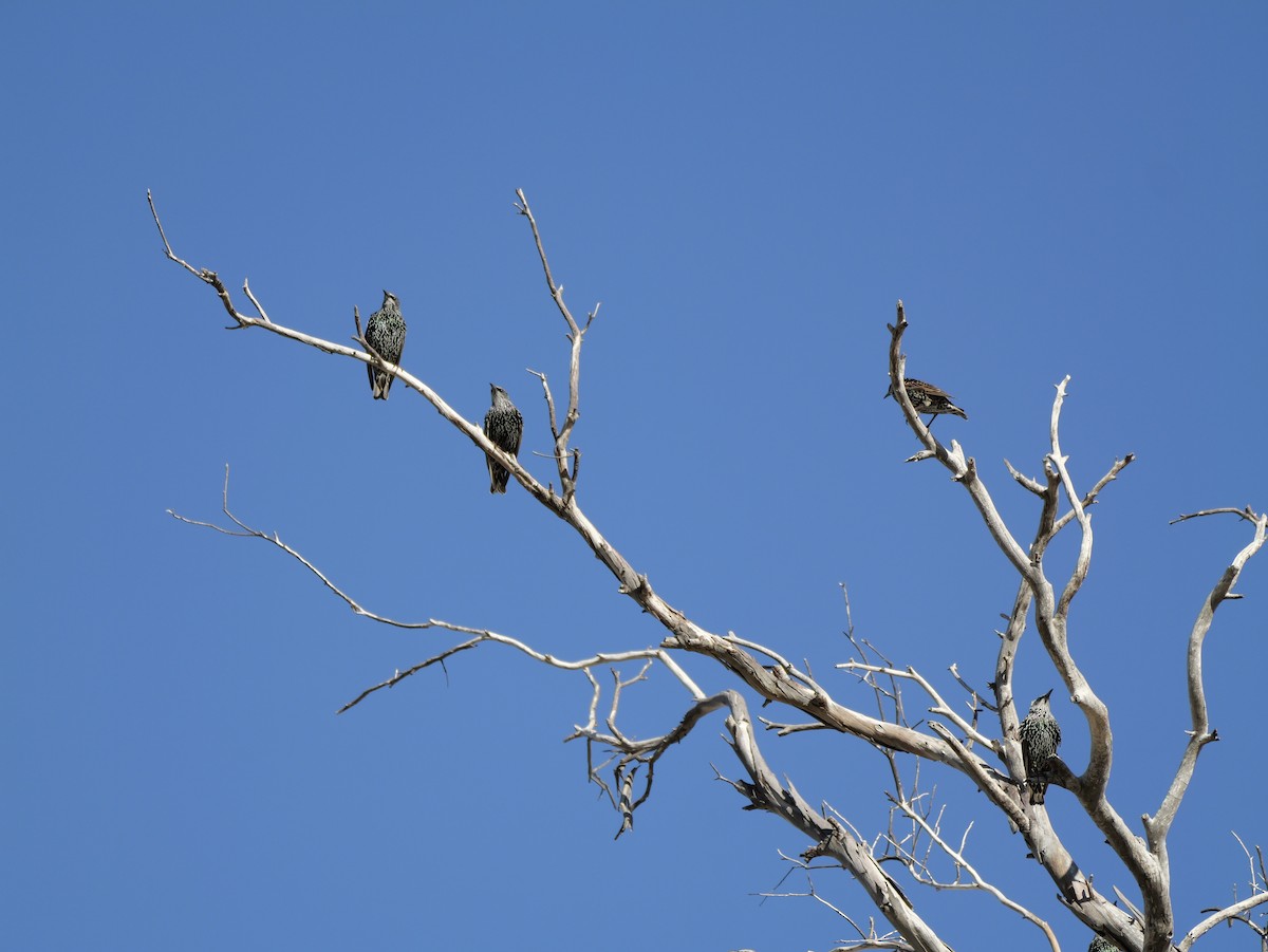 European Starling - ML643497728