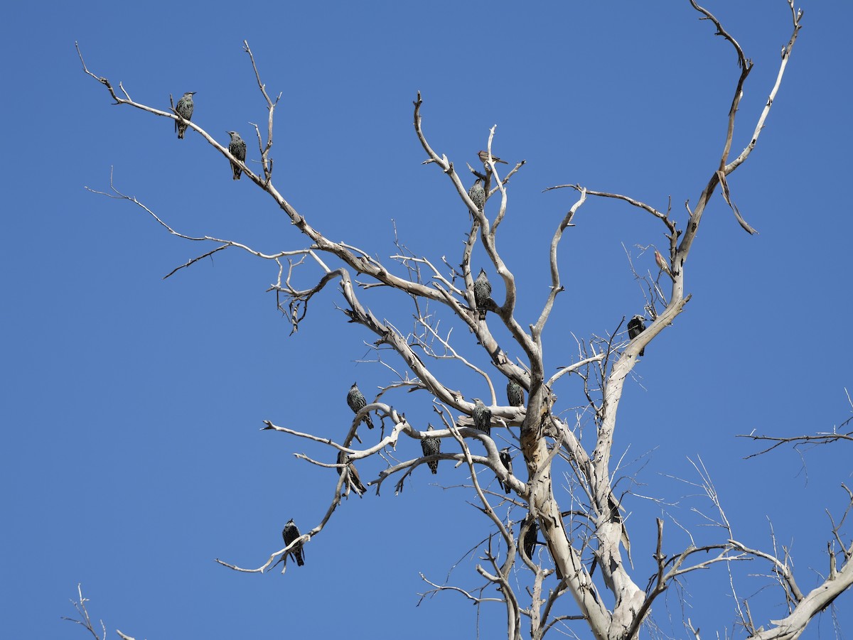 European Starling - ML643497729
