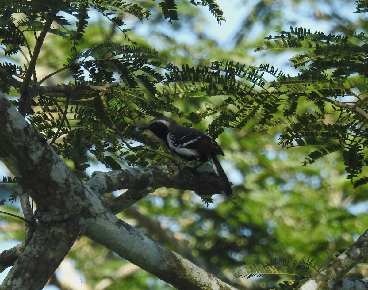 Northern White-fringed Antwren - ML643497730