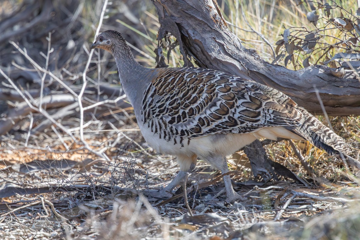 Malleefowl - ML643497731
