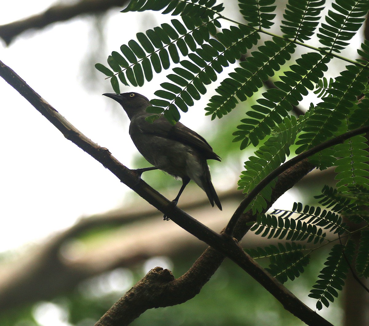 Rarotonga Starling - ML643497732