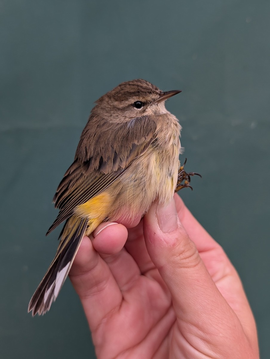 Palm Warbler (Western) - ML643497735