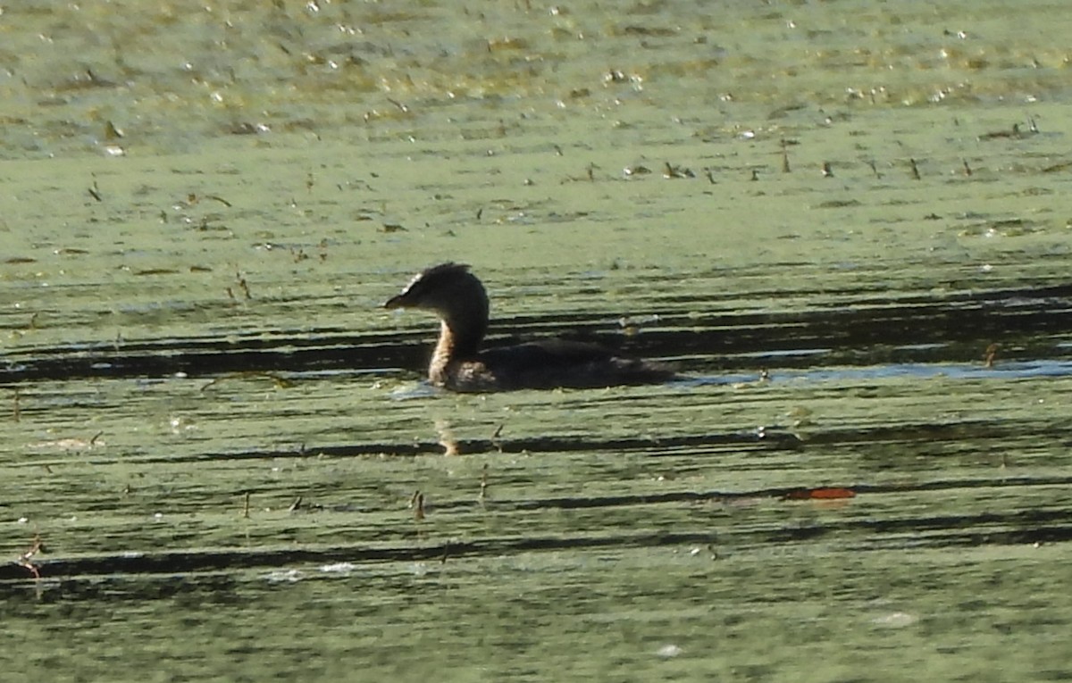Pied-billed Grebe - ML643497737