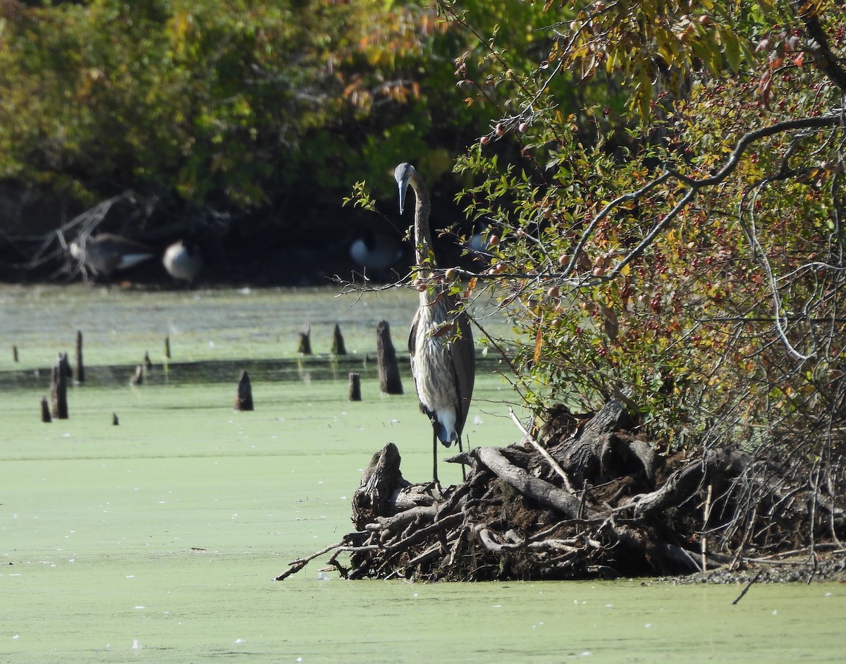 Great Blue Heron - ML643497740