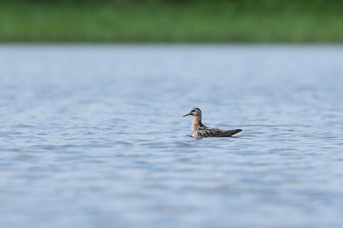 Red Phalarope - ML643497742