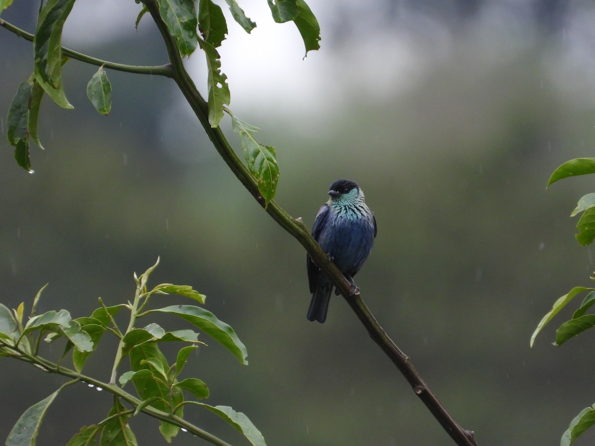 Black-capped Tanager - ML643497748
