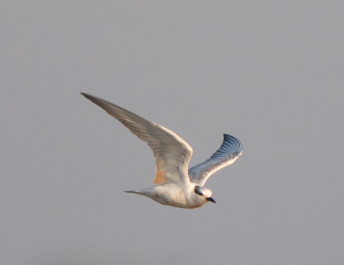 White-winged Tern - ML643497753