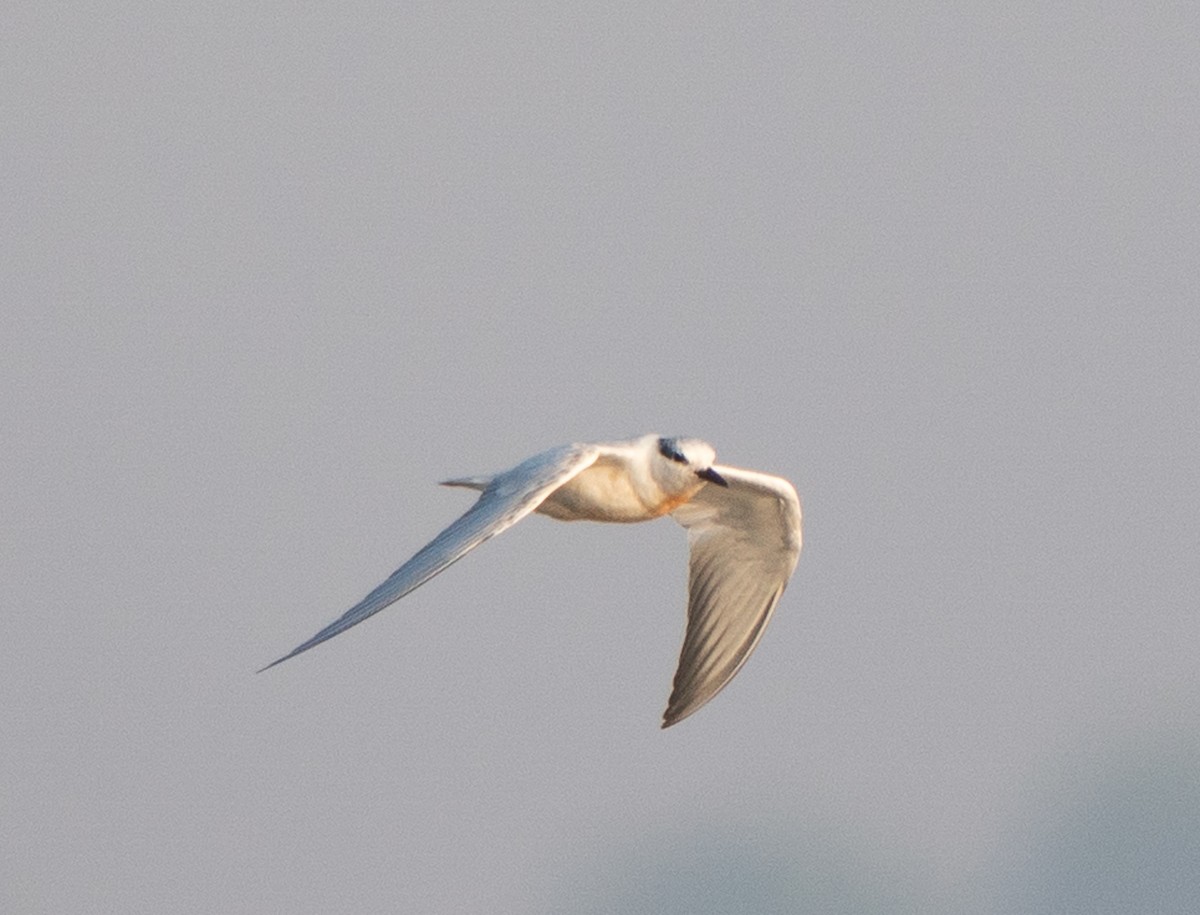 White-winged Tern - ML643497754