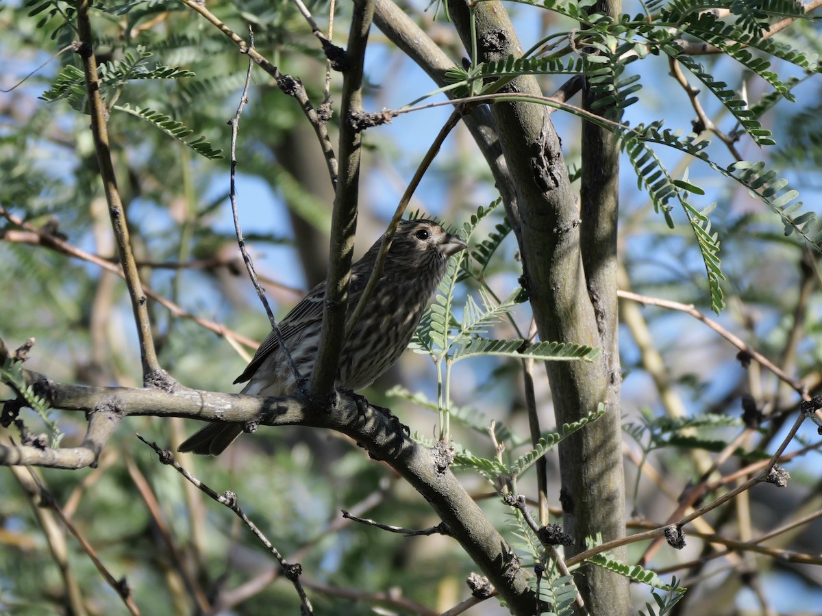 House Finch - ML643497755