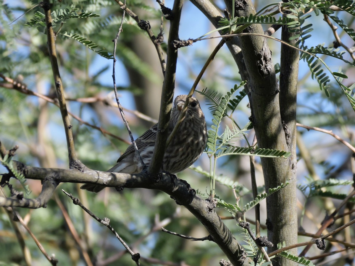 House Finch - ML643497756