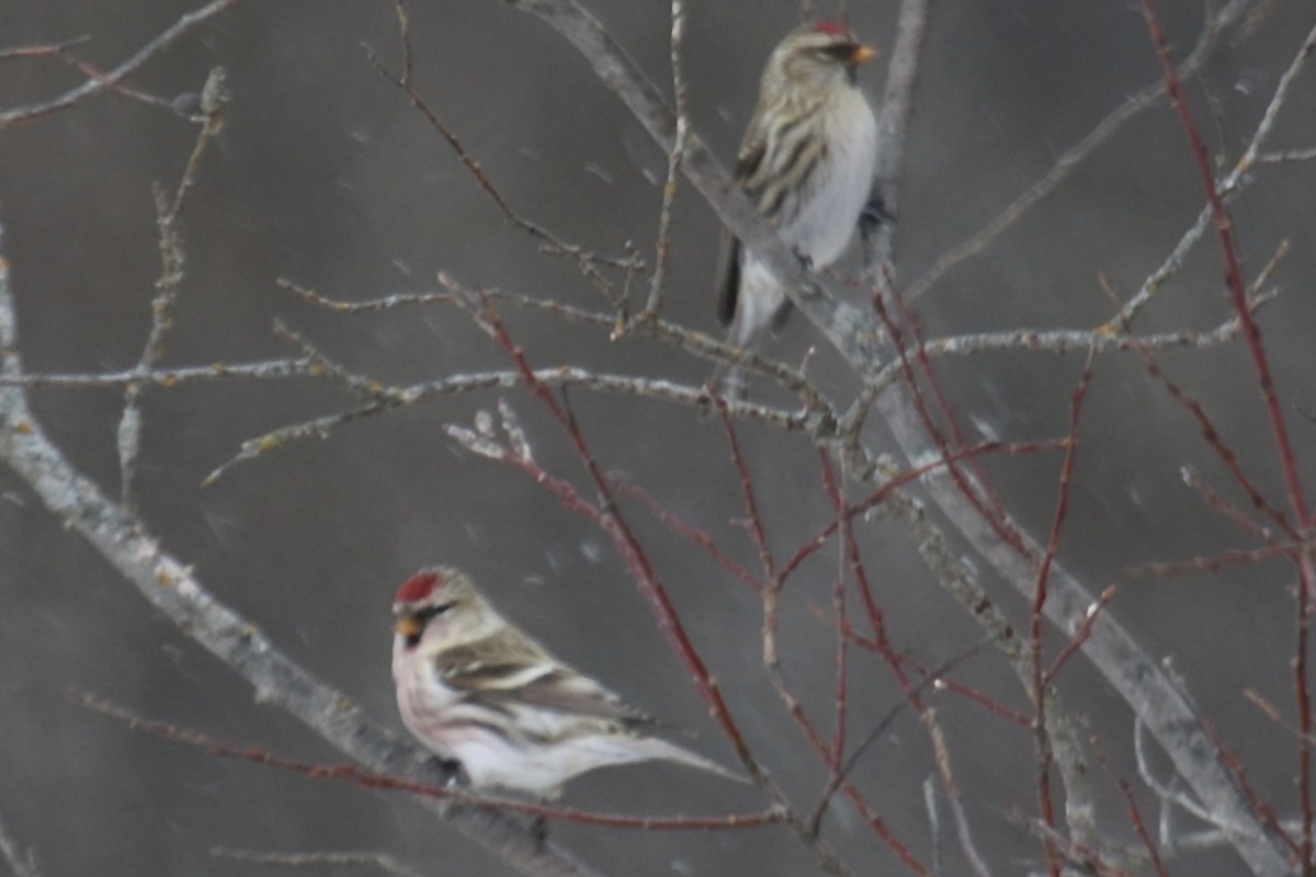 Redpoll (Common) - ML643497757