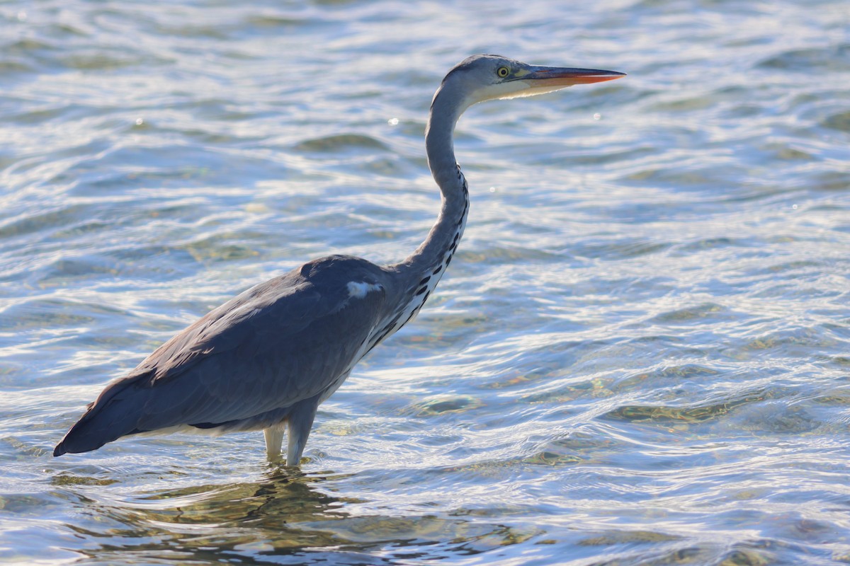 Gray Heron - ML643497758