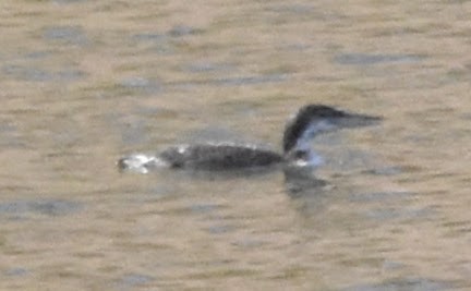 Common Loon - ML643497760
