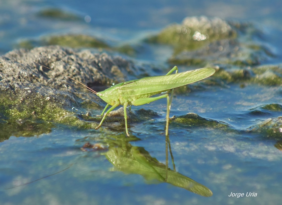 Animals - ML643497761