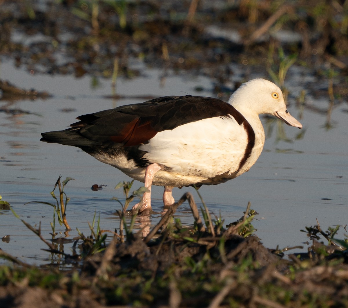 Radjah Shelduck - ML643497762