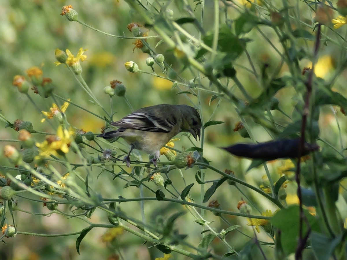 Lesser Goldfinch - ML643497765