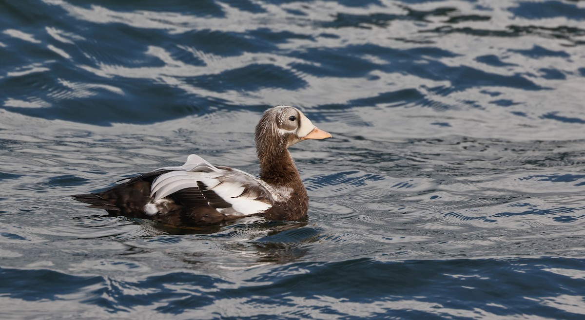 Spectacled Eider - ML643497766