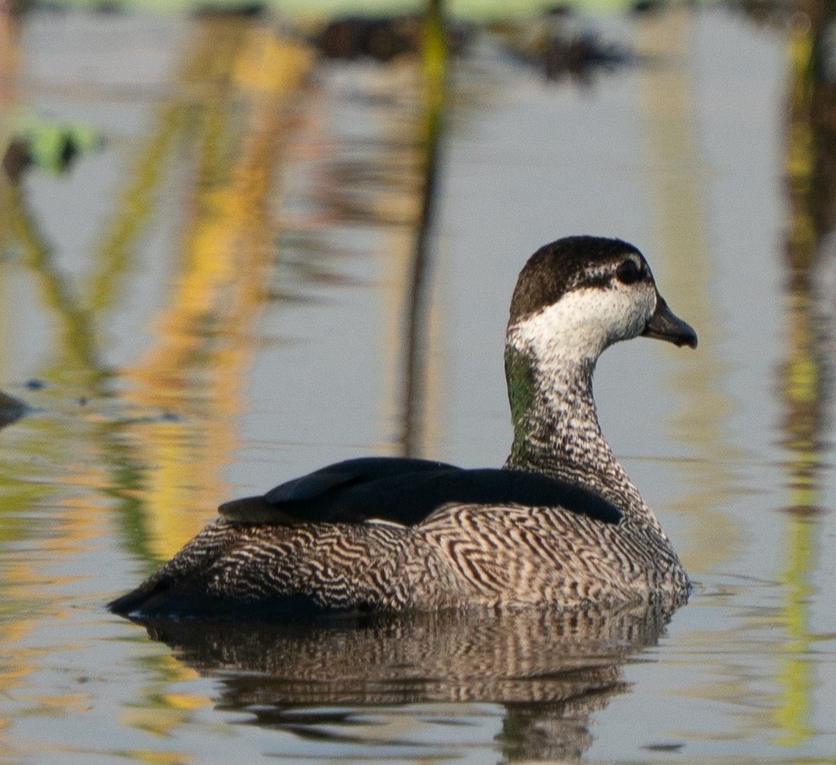 Green Pygmy-Goose - ML643497772