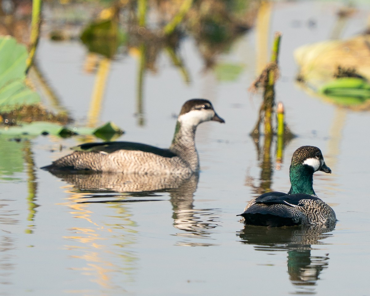 Green Pygmy-Goose - ML643497773