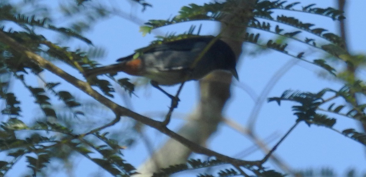 Chestnut-vented Conebill - ML643497774