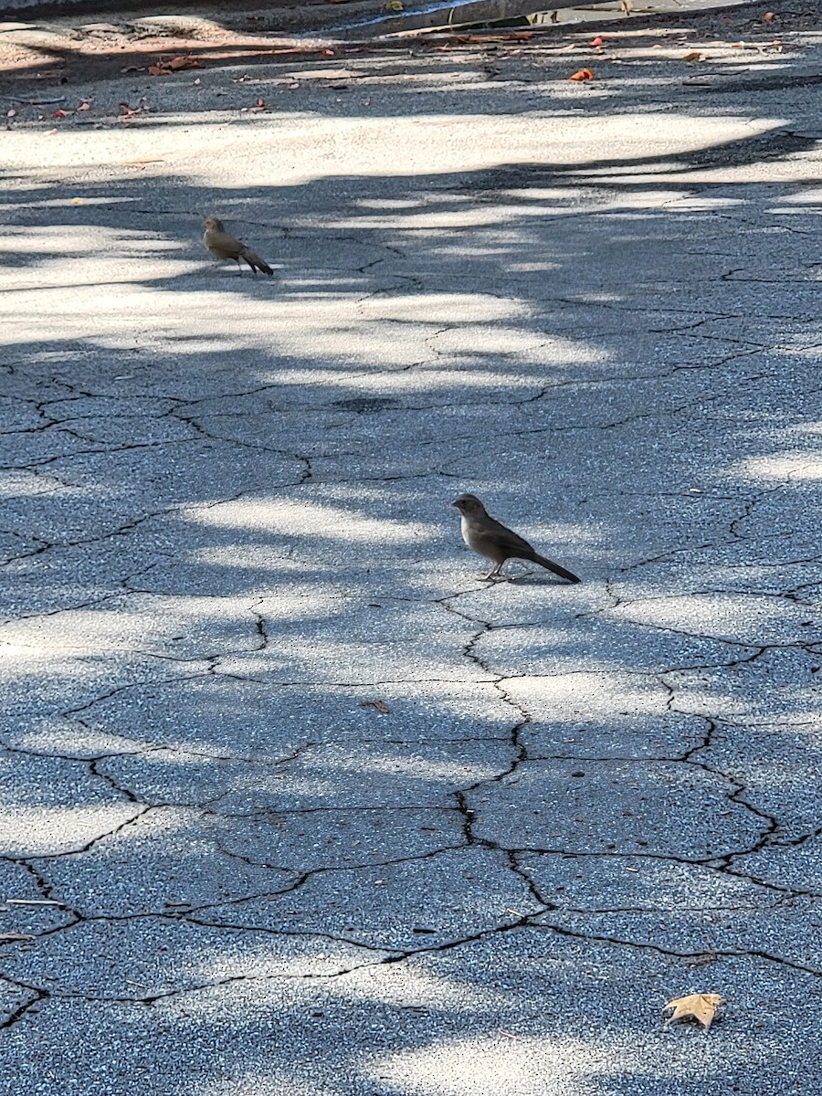 California Towhee - ML643497775