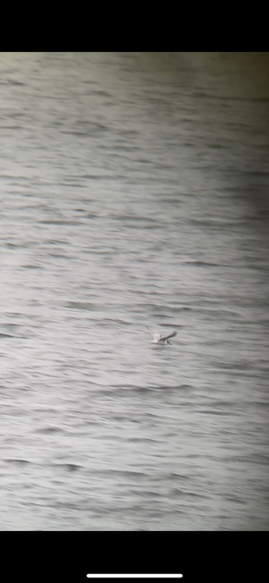 Common Tern - ML643497778