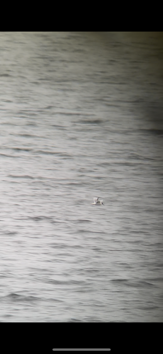 Common Tern - ML643497779