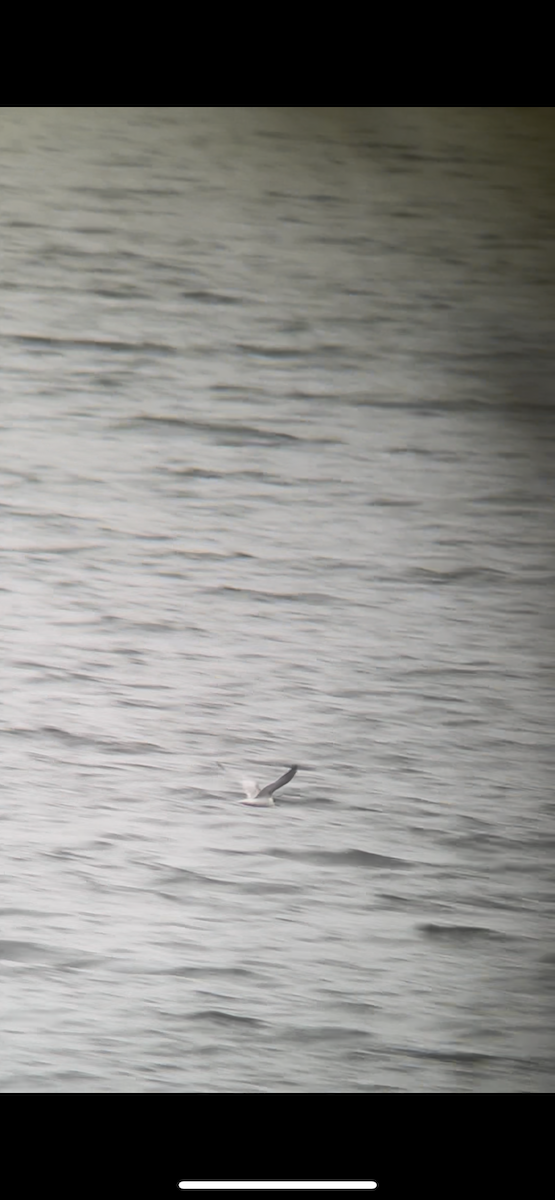 Common Tern - ML643497780