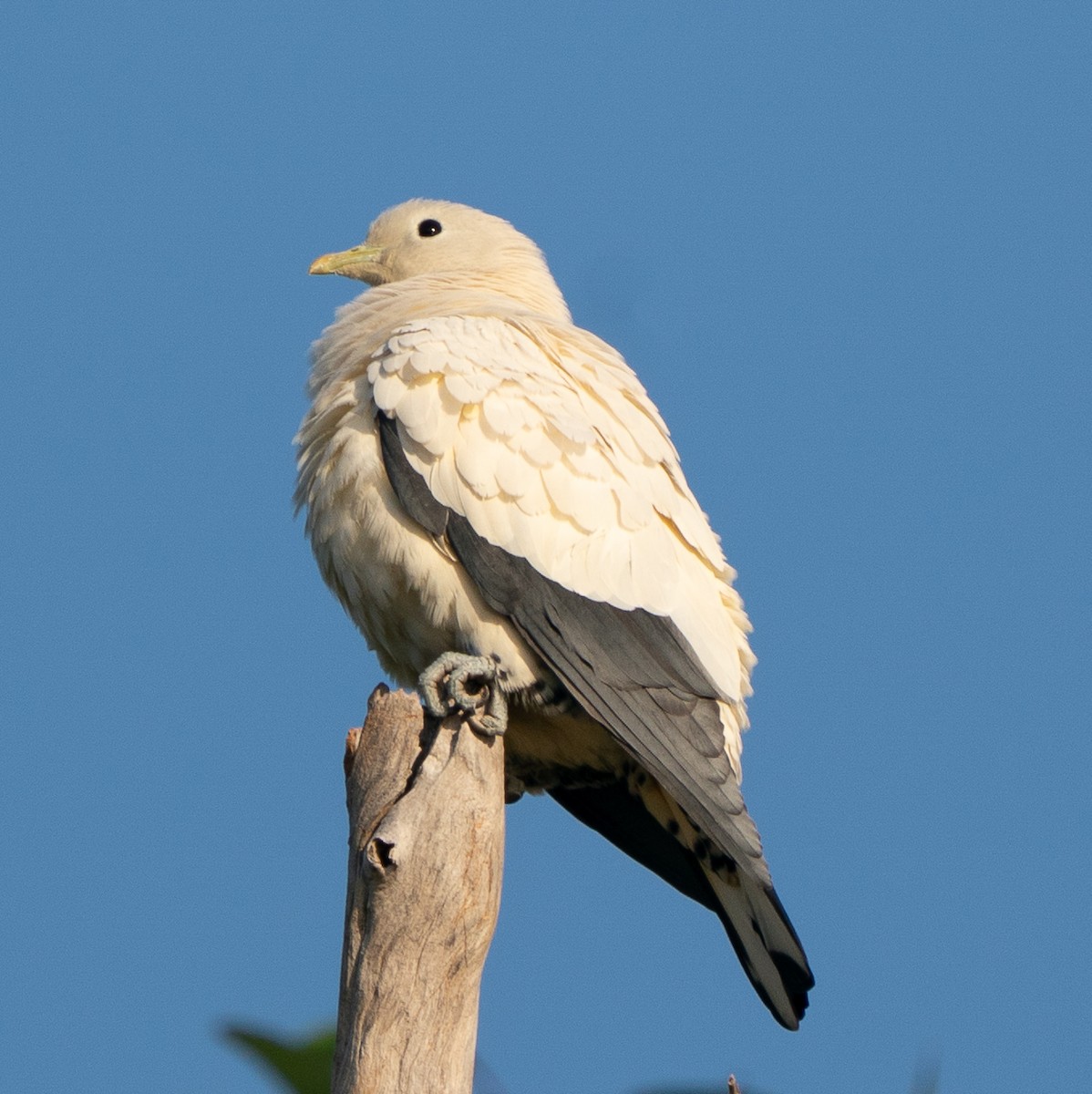 Torresian Imperial-Pigeon - ML643497786