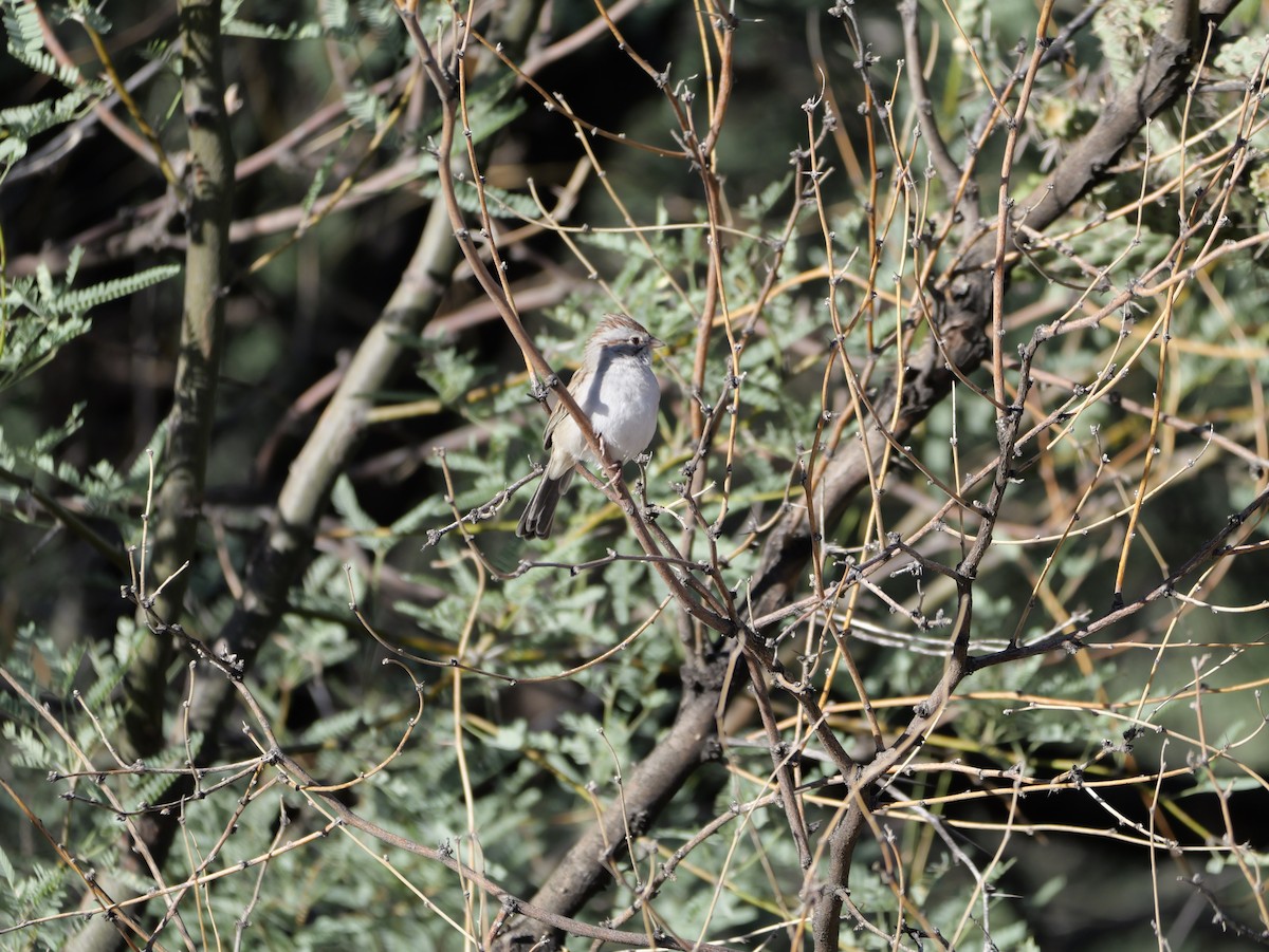 Rufous-winged Sparrow - ML643497787