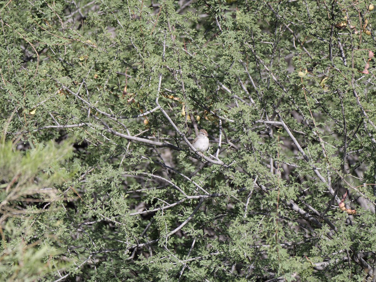 Rufous-winged Sparrow - ML643497788