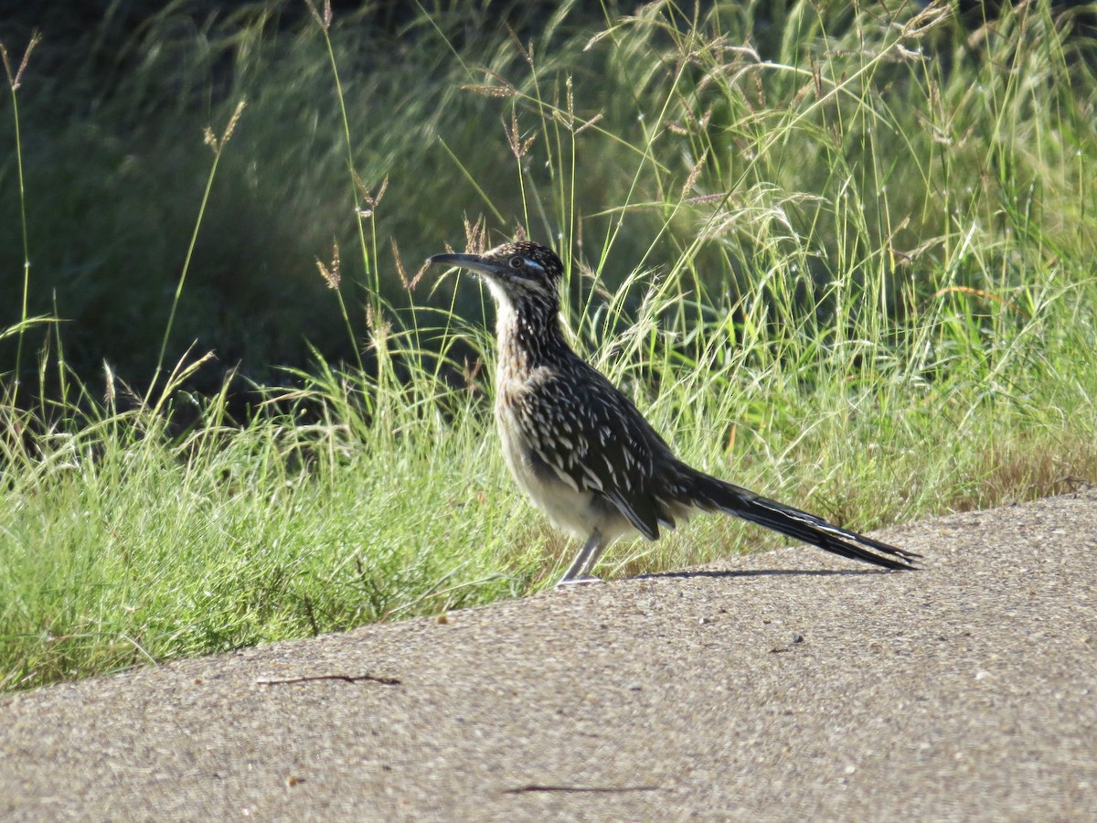 Greater Roadrunner - ML643497789