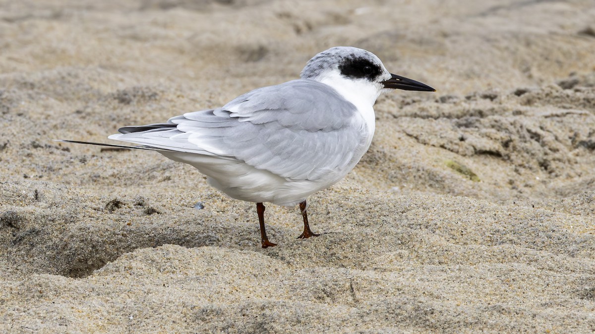 Forster's Tern - ML643497790