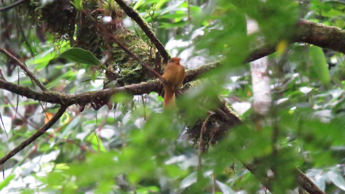 Atlantic Royal Flycatcher - ML643497792