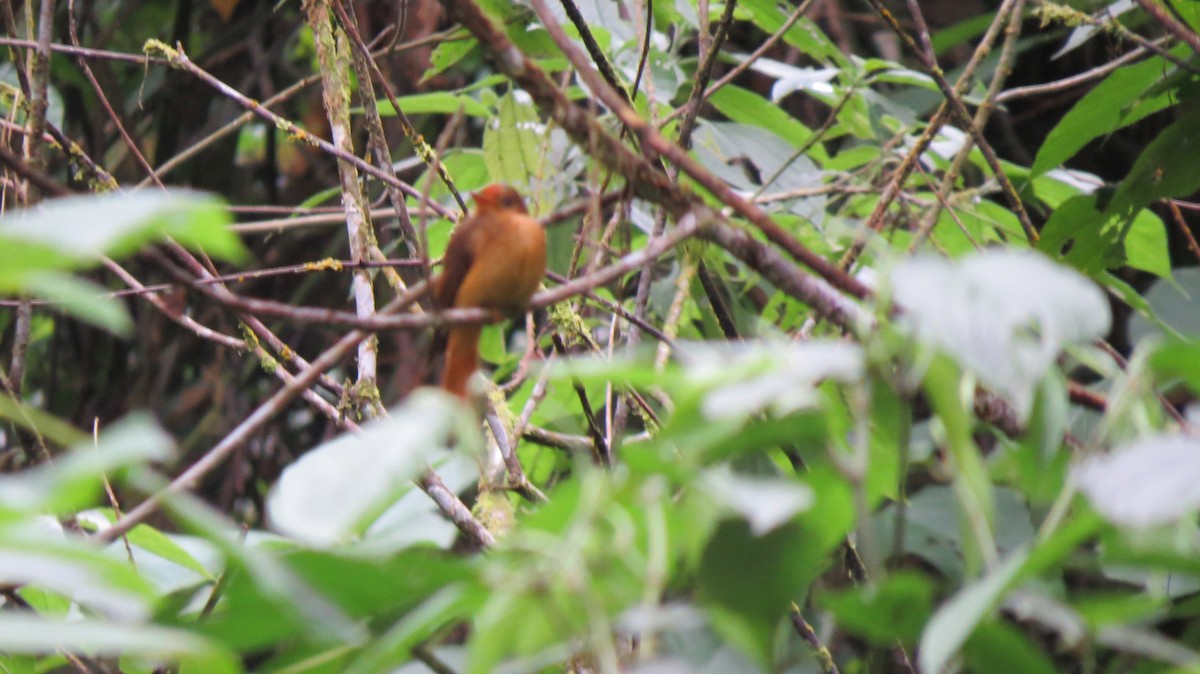 Atlantic Royal Flycatcher - ML643497793