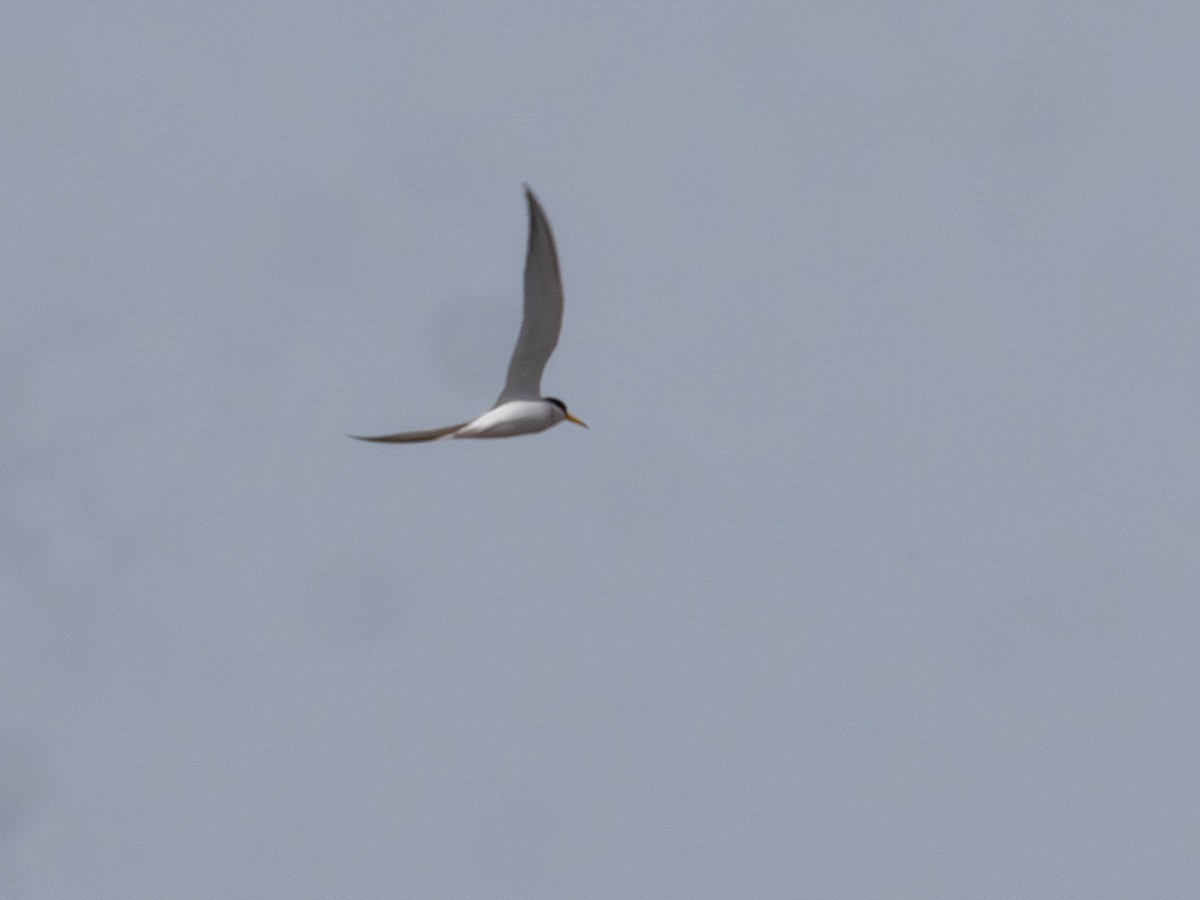 Little Tern - ML643497795