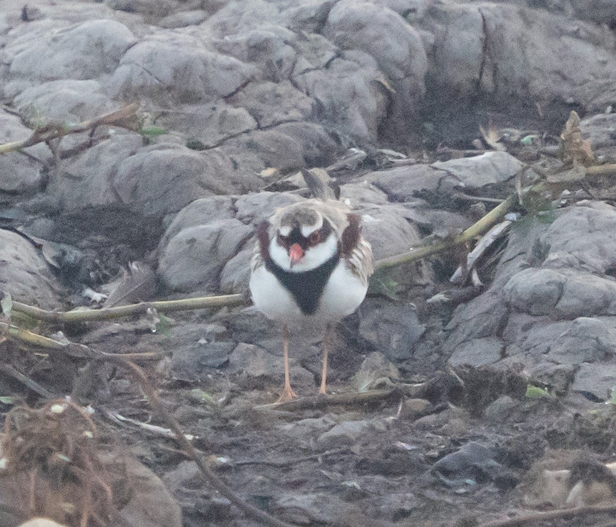 Black-fronted Dotterel - ML643497796