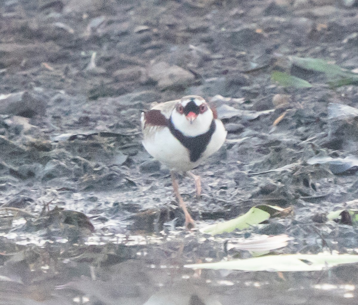 Black-fronted Dotterel - ML643497797